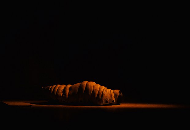 Homo Novus 2013